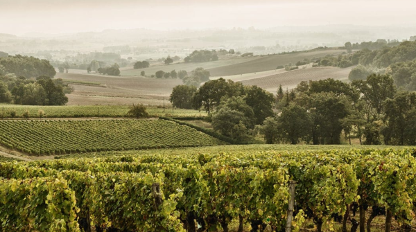 Photo des vignes de Buzet-sur-Baise